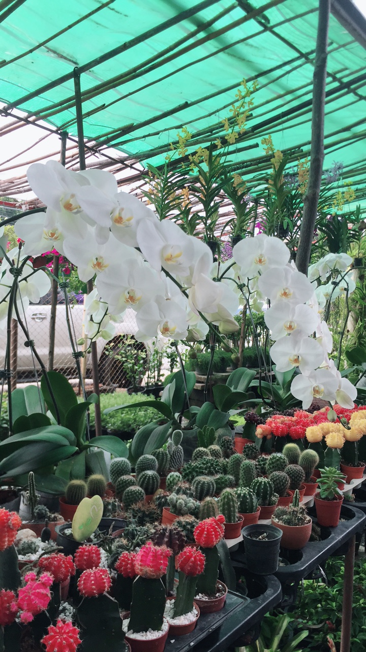 Orchids for sale at Big Buddha Garden & Landscaping